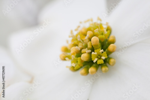 USA, California, Owens Valley. Close-up of dogwood flower.