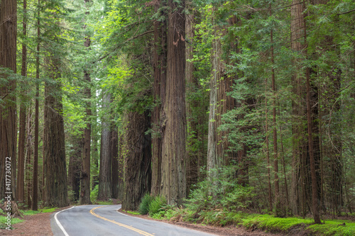 USA, California, Humboldt Redwoods State Park. Road through redwood forest. photo