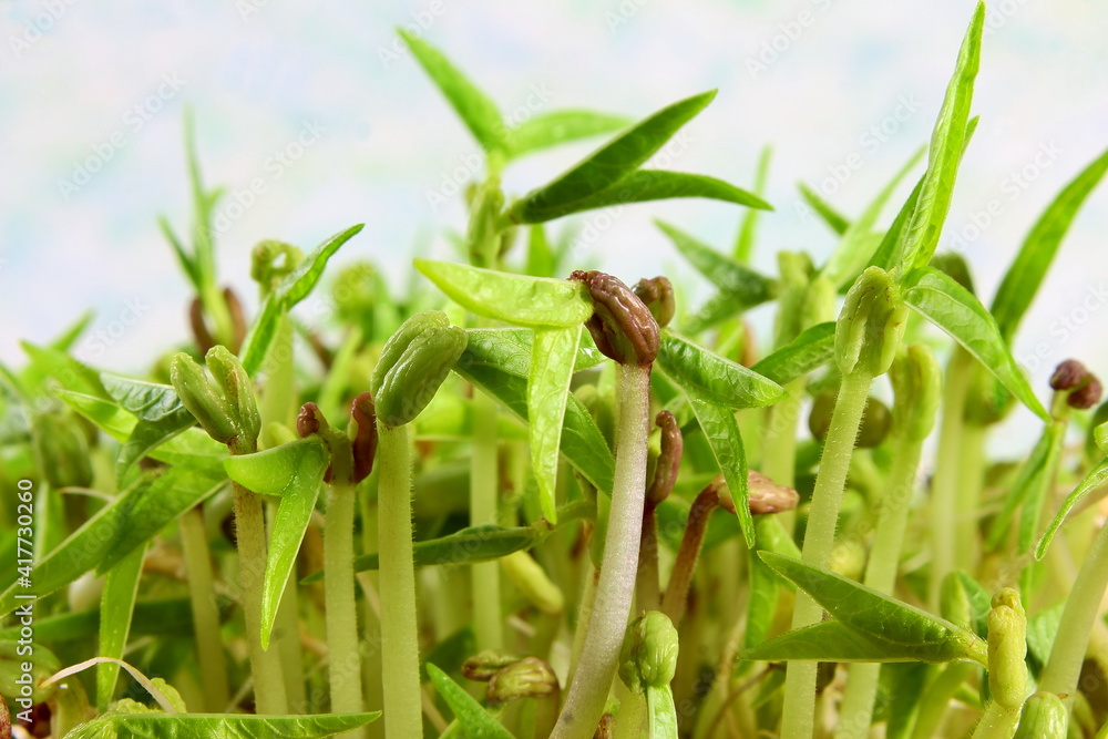 home grown fresh Sprouted mung beans or green gram beans home grown fresh Sprouted mung beans or green gram beans