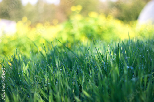 green grass background - summer garden with dew drops, unfocused background