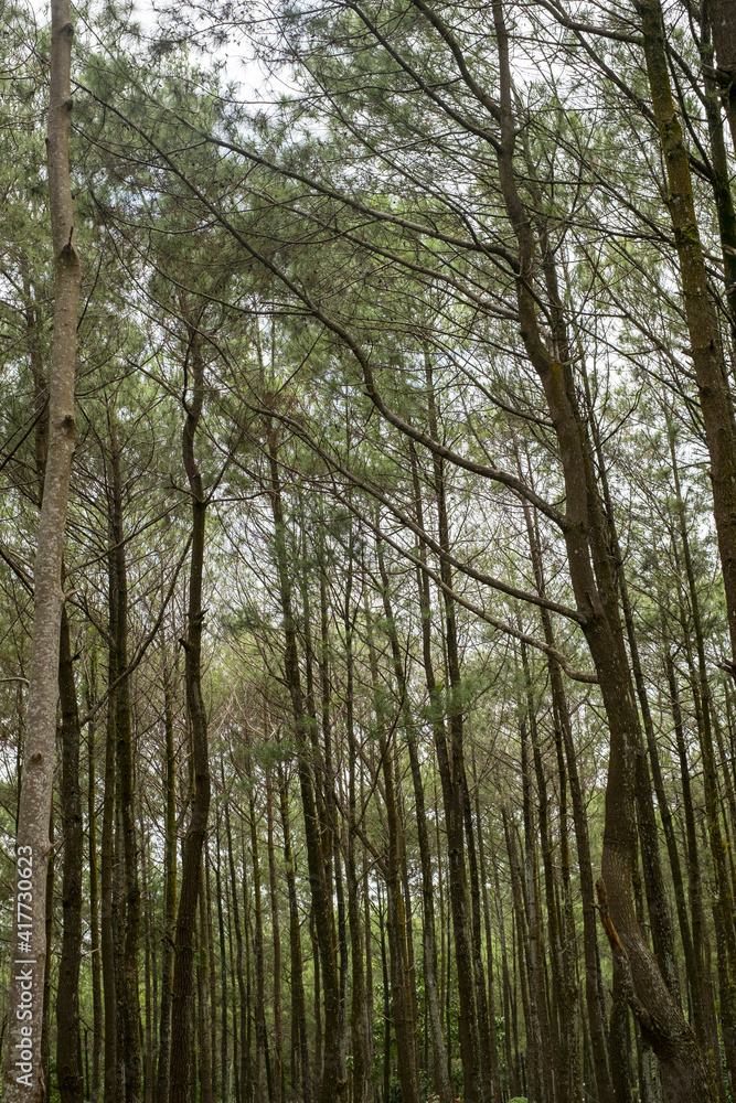 pine forest in Bantul Regency. Pine forest is one of the most popular tourist attractions pine forest in Bantul Regency. Pine forest is one of the most popular tourist attractions
