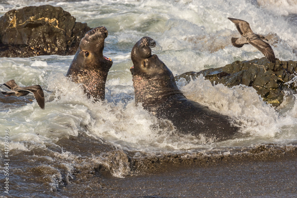 Fototapeta premium USA, California, San Luis Obispo County. Northern elephant seal males fighting in surf.