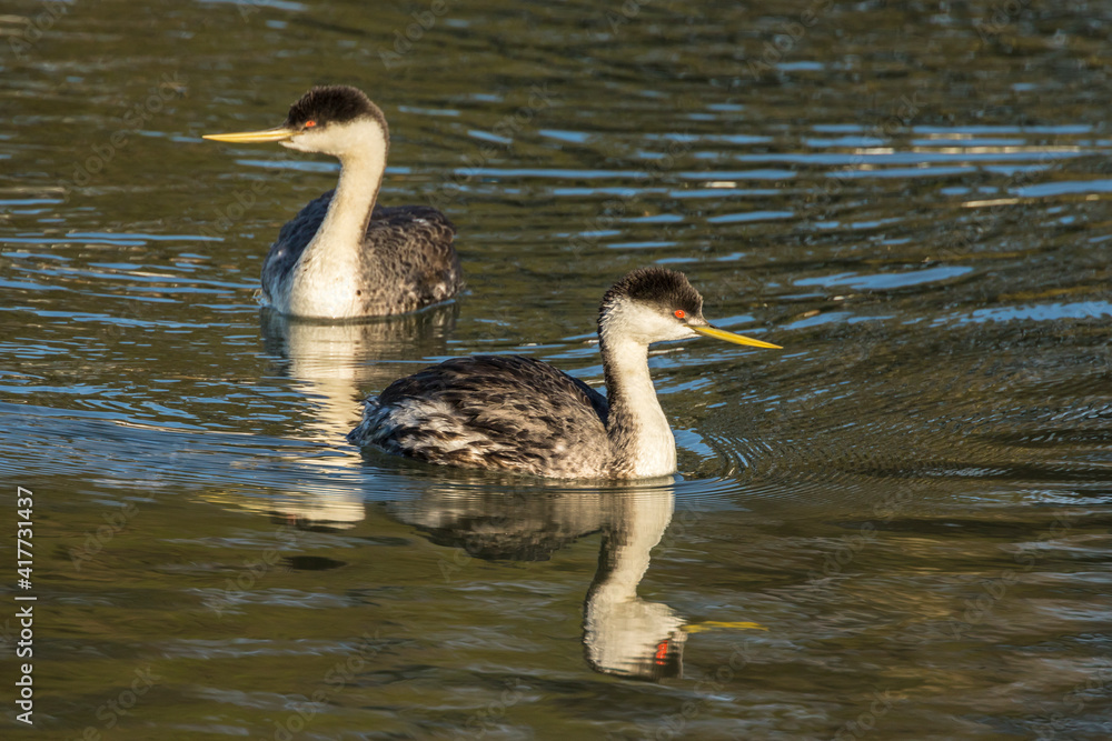 USA, California, San Luis Obispo County. Western grebes in water. USA, California, San Luis Obispo County. Western grebes in water.