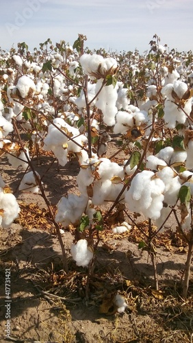 Cotton Field