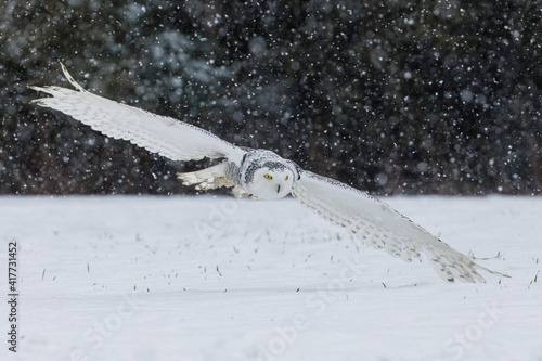 Owl in flight. Snowy owl, Bubo scandiacus, flies with spread wings over snowy tundra meadow in snowfall. Hunting arctic owl. Beautiful white polar bird with yellow eyes. Winter in wild nature habitat photo