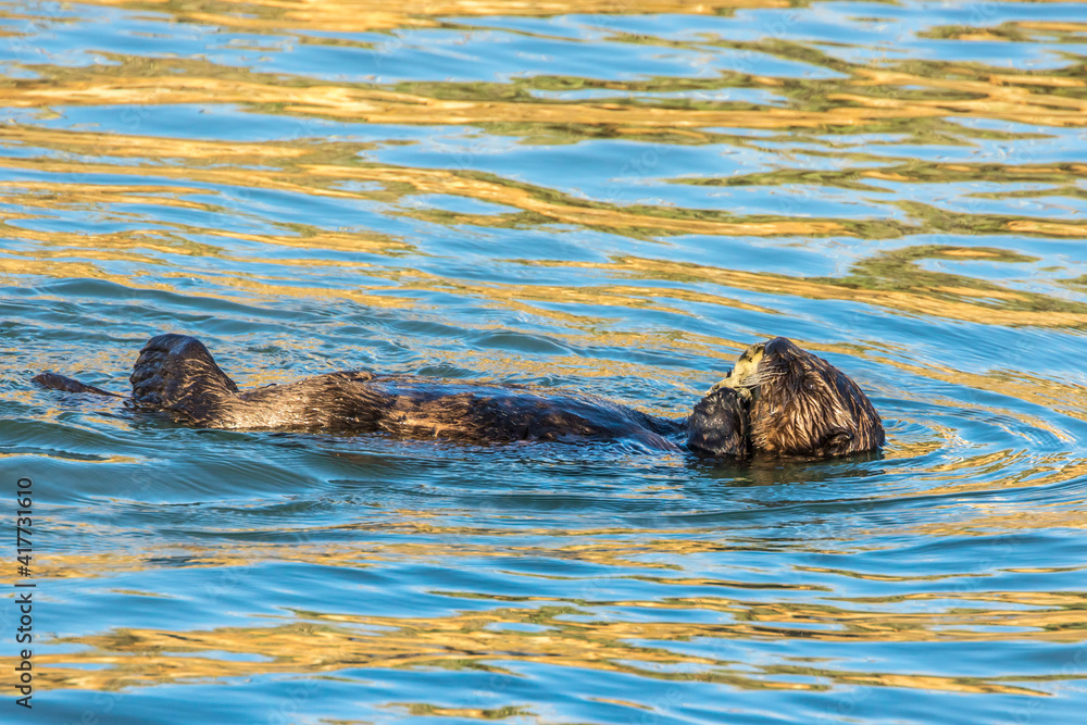 Fototapeta premium USA, California, San Luis Obispo County. Sea otter feeding.