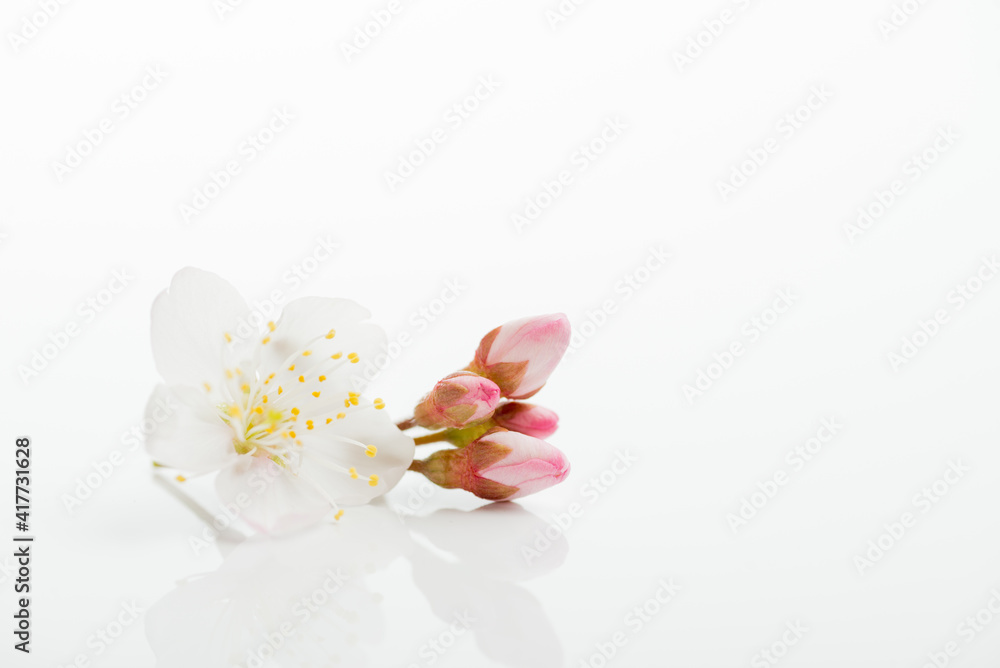 満開の桜 満開の桜