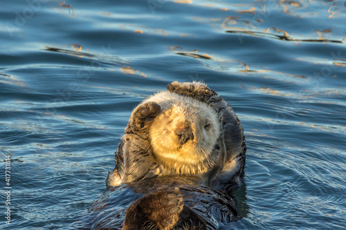 USA, California, San Luis Obispo County. Sea otter grooming. photo