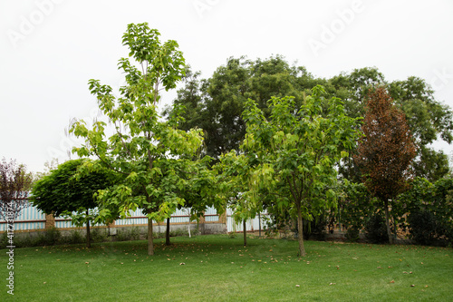 Catalpa tree plant in nature on green grass. Landscaping tree in backyard on lawn in summer day outside