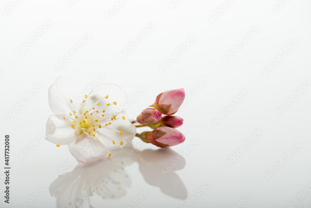 満開の桜 満開の桜