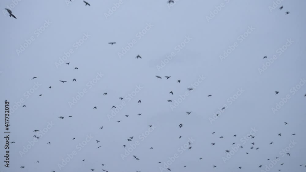 Large Flock of birds at the grey clody sky
Large Flock of birds at the grey clody sky