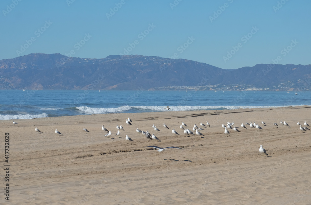 Seagulls on the Manhattan Beach. Los Angeles. CA