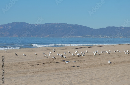 Seagulls on the Manhattan Beach. Los Angeles. CA © Ekaterinka