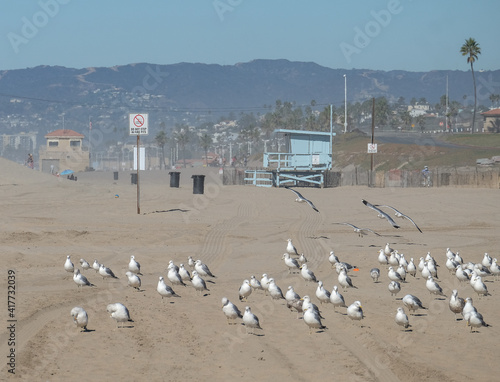 Seagulls on the Manhattan Beach. Los Angeles. CA