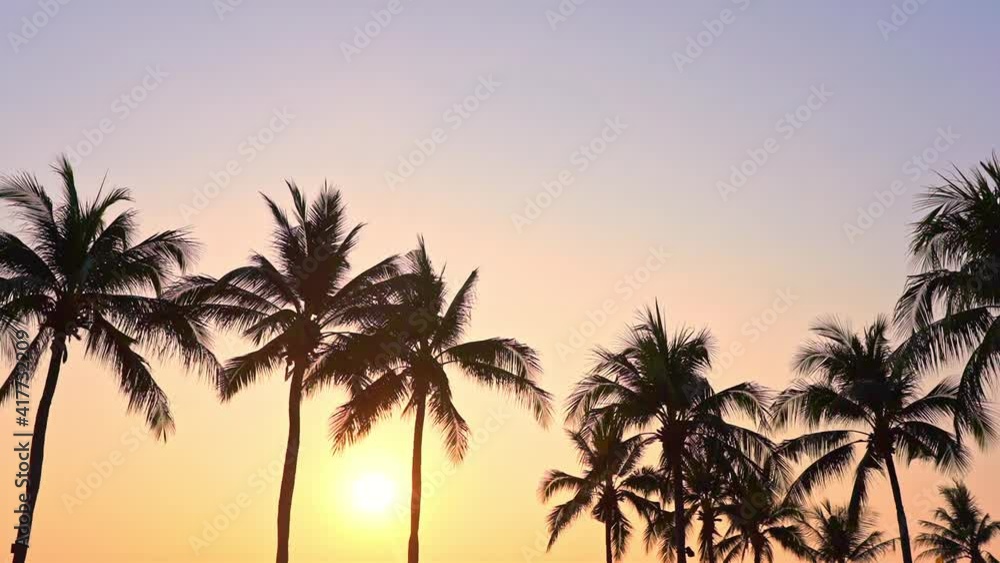 Silhouettes of tropical trees with sunset sunlight in backlight, exotic scenery on warm summer day, full frame Silhouettes of tropical trees with sunset sunlight in backlight, exotic scenery on warm summer day, full frame