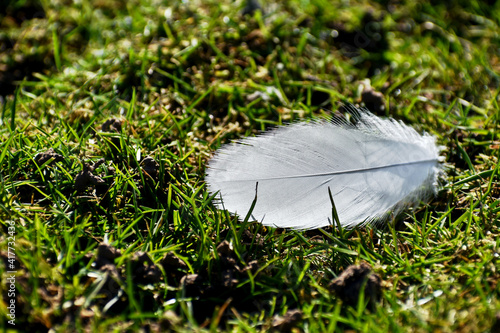 Closeup of a white feather on the grass photo