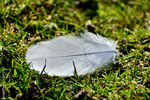 Closeup of a white feather on the grass photo