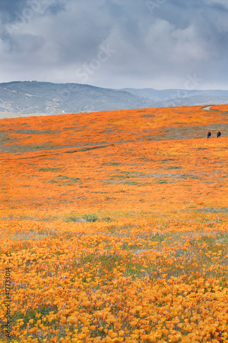 USA, California, Mojave Desert. California poppy super bloom. © Danita Delimont