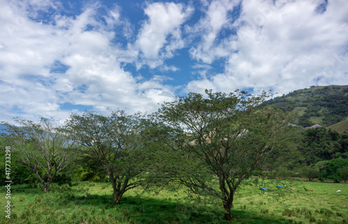 three guava trees on grass with mountaind behind 