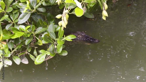 Crocodile in the river, slow motion