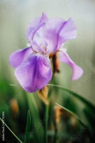 Beautiful flower iris on a blurred background. Purple color irise flower blossoms close up