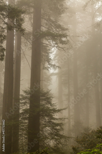 USA, California, Redwoods National and State Parks. Redwood trees in fog.