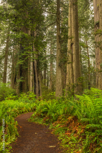 USA, California, Redwoods National and State Parks. Ferns and redwood trees along path.