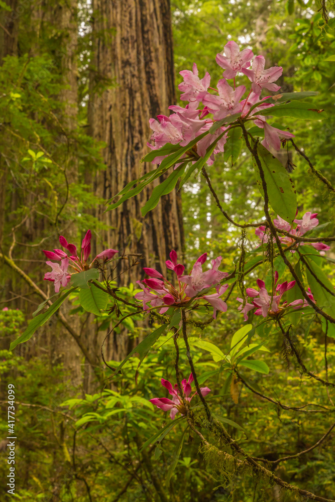 USA, California, Redwoods National and State Parks. Rhododendron blossoms and redwoods. USA, California, Redwoods National and State Parks. Rhododendron blossoms and redwoods.