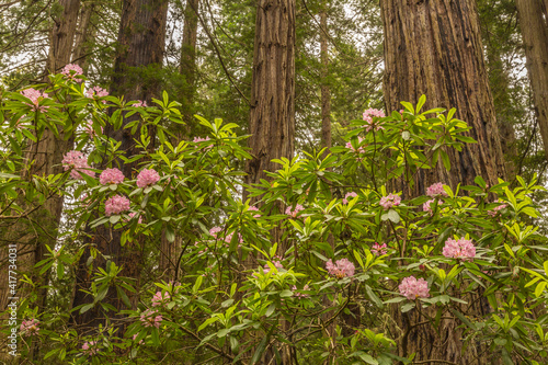 USA, California, Redwoods National and State Parks. Rhododendron blossoms and redwoods.