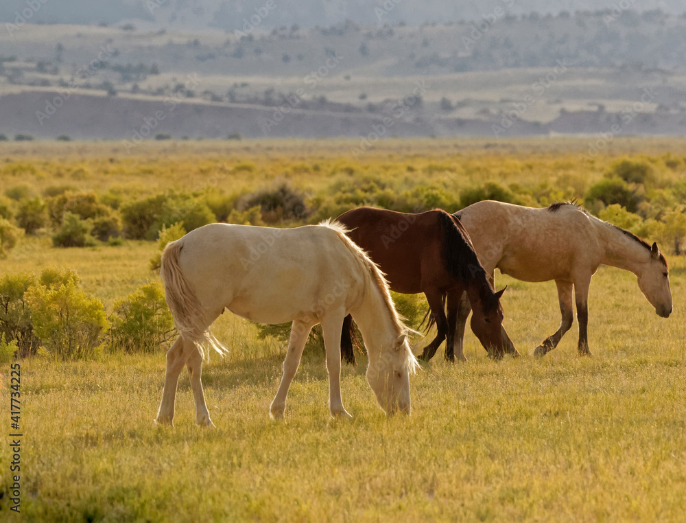 USA, California. Wild mustangs in Adobe Valley.
