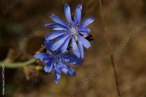 Blue flower in a field