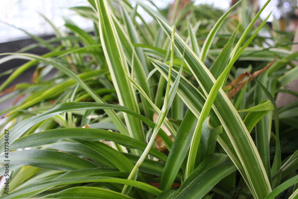 Obraz premium bright juicy green grass plants in the garden