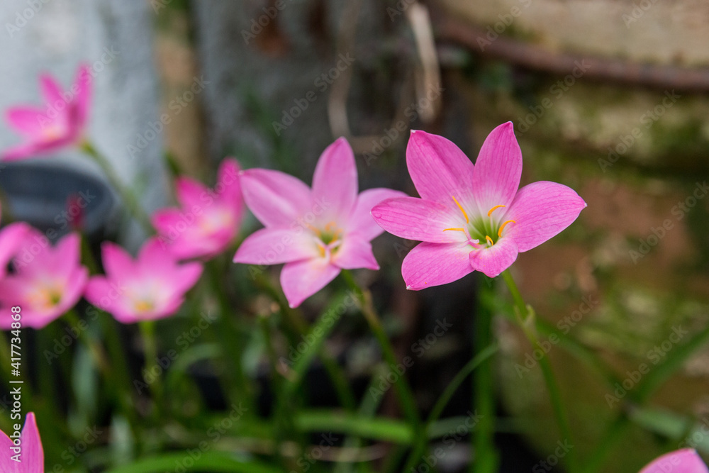 rain lily garden just after blooming. rain lily garden just after blooming.