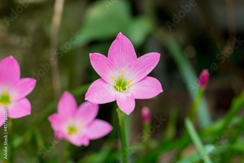 rain lily garden just after blooming.