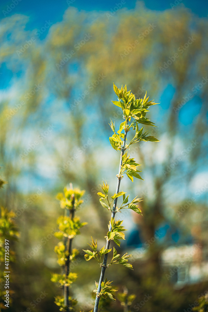 Young Spring Green Leaf Leaves Growing In Branches Of Forest Bush Plant Tree. Young Leaf In Sunlight On Boke Bokeh Natural Blur. Young Spring Green Leaf Leaves Growing In Branches Of Forest Bush Plant Tree. Young Leaf In Sunlight On Boke Bokeh Natural Blur.