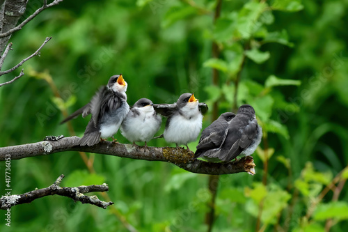 Foto Fledgling tree swallow chicks beg for adults to bring them food.