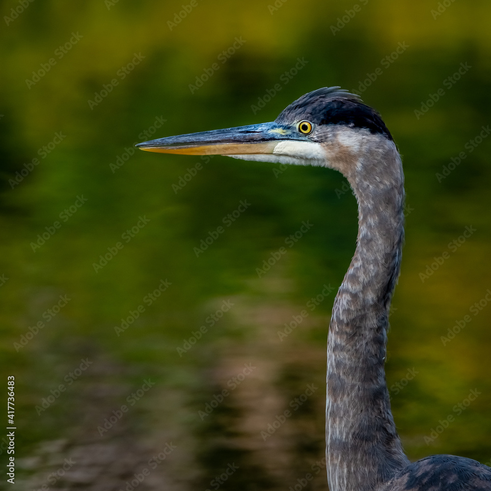 A juvenile Great Blue Heron (Ardea herodias) poses for a portrait while wading in a creek in the summer sun.