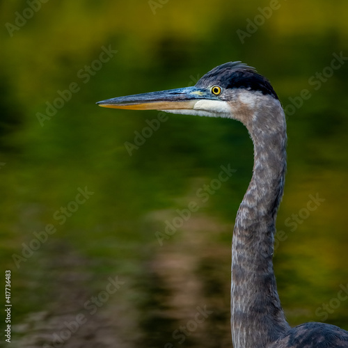 Obraz na płótnie A juvenile Great Blue Heron (Ardea herodias) poses for a portrait while wading in a creek in the summer sun. w salonie