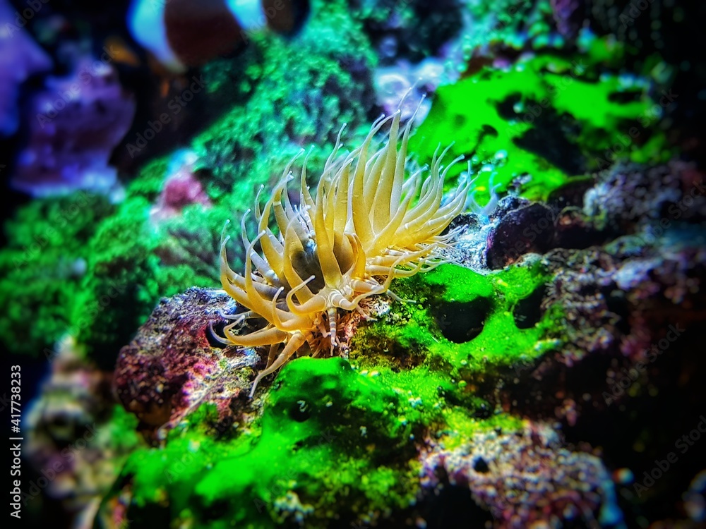 Fototapeta premium Aiptasia small glass anemones are nasty pest in reef aquariums