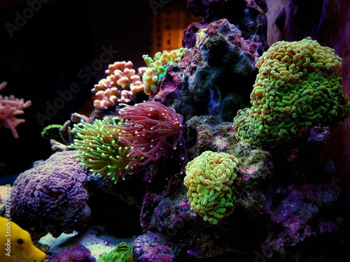 Euphyllia Torch is one of the most beautiful addition for coral reef aquarium tank photo