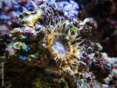 Aiptasia small glass anemones are nasty pest in reef aquariums