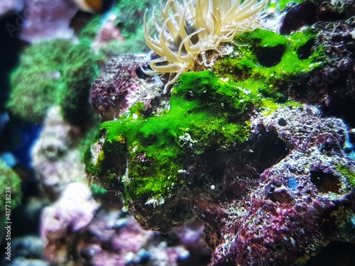 Green cyanobacteria attached on the rock in reef aquarium tank photo