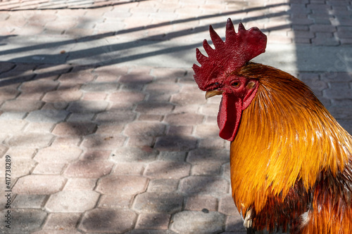 Park Bench Rooster