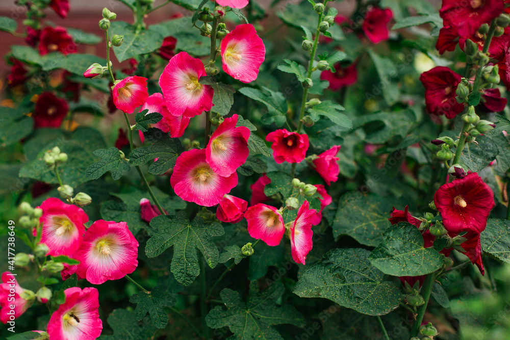 Red mallow flowers in a green yard Red mallow flowers in a green yard
