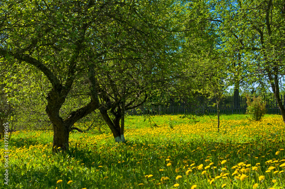 Old beautiful apple trees in the garden and a field of yellow dandelions in the green grass