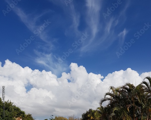 Tree Line with Sky, a photo of a cloudy cloud floating on a tree branch taken on a clear day