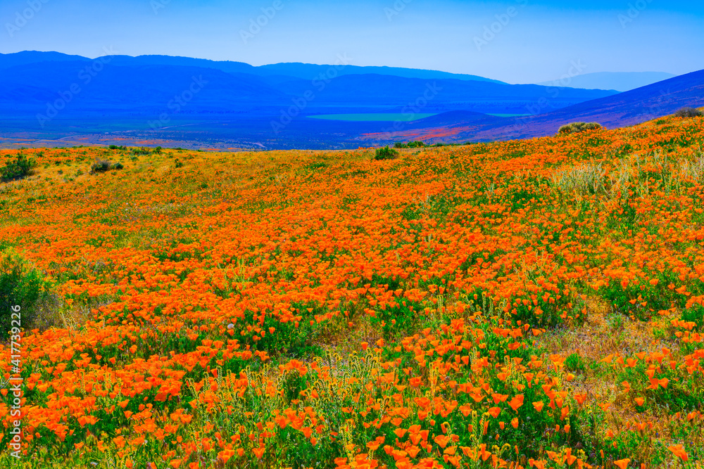 Golden California Poppies fill a hillside in the Antelope Valley area of Southern California Golden California Poppies fill a hillside in the Antelope Valley area of Southern California