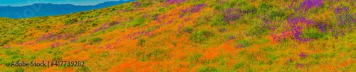 Panorama of California Poppies and Penstemon on Riverside County hillsides.