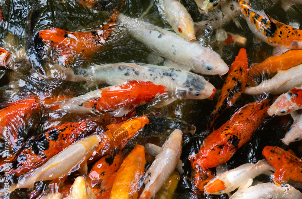 Koi fish or carp fish swimming in pond Koi fish or carp fish swimming in pond