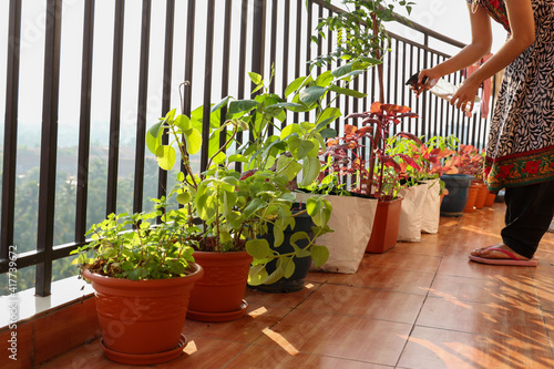 Fotografie Woman working in organic kitchen garden , terrace garden walking in balcony taki